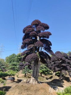 60公分造型红花继木桩