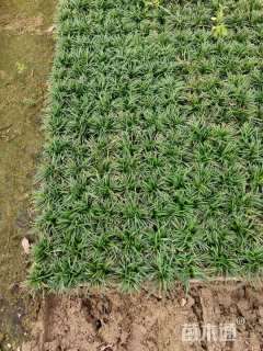 高度5厘米玉龙草