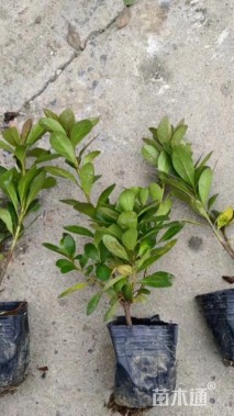 高度20厘米春鹃