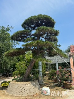 40公分造型黑松