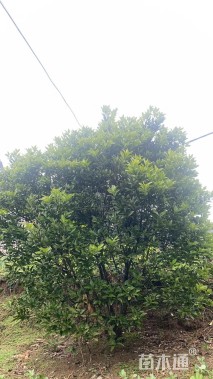 18公分丛生香泡