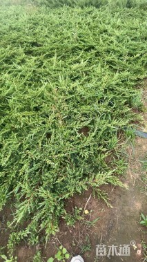 高度30厘米铺地柏