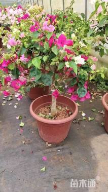 高度100厘米三角梅