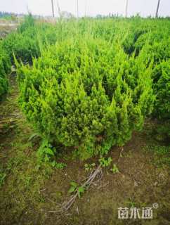 冠幅50厘米龙柏球