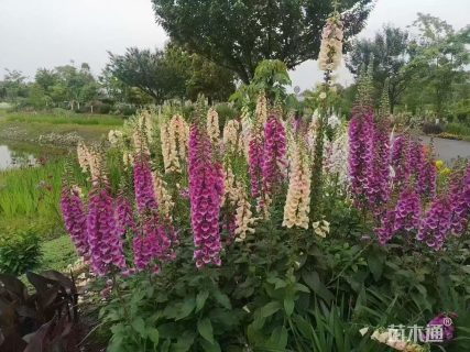 高度35厘米吊钟柳