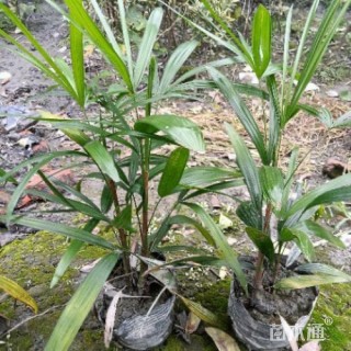 裸干高10厘米矮棕竹