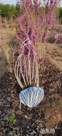 高度200厘米丛生紫荆