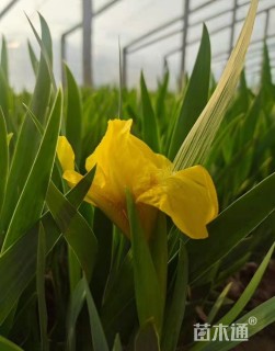 高度20厘米德国鸢尾