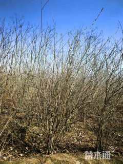 高度350厘米丛生金银木