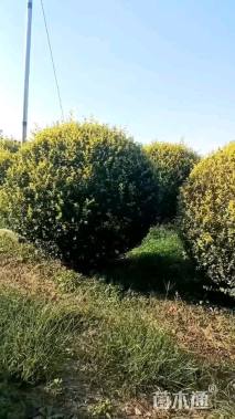 冠幅250厘米金叶女贞球