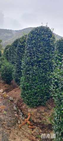 高度300厘米茶梅柱