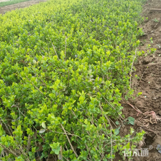 高度40厘米金叶女贞