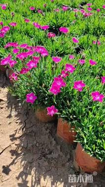 高度20厘米欧石竹