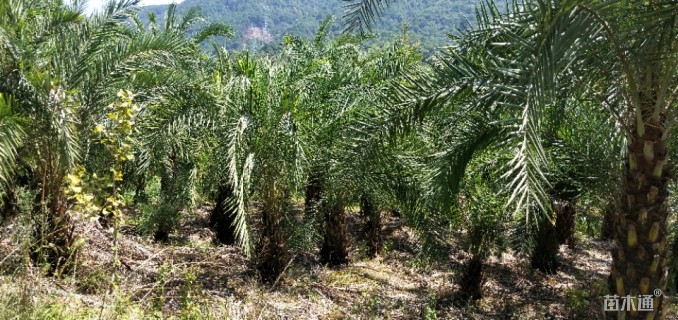 裸干高200厘米海枣