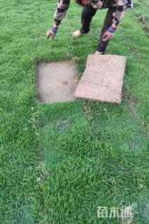 草卷状马尼拉草