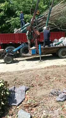 12公分金丝垂柳