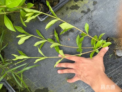 高度30厘米栀子花