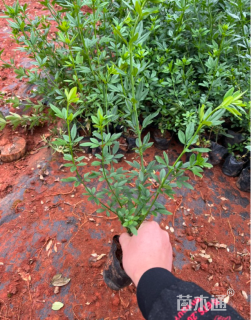 高度25厘米云南黄馨又叫 迎春柳