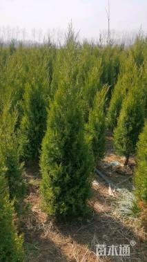 高度100厘米塔柏