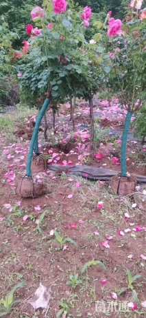 4公分高杆树状月季