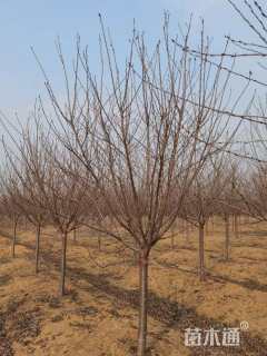 8公分染井吉野樱