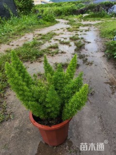 高度30厘米狐尾天门冬