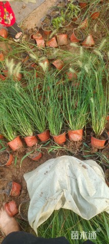 高度50厘米小兔子狼尾草