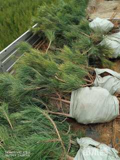 高度130厘米黑松