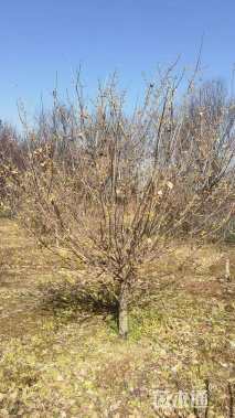 高度280厘米蜡梅