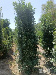 高度200厘米大叶黄杨柱