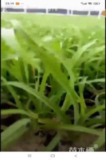 高度40厘米大花萱草