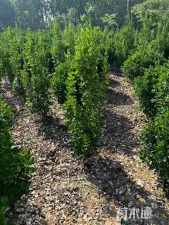高度180厘米北海道黄杨