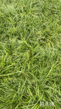 高度20厘米麦冬