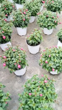 高度25厘米倒挂金钟