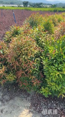 高度60厘米红车