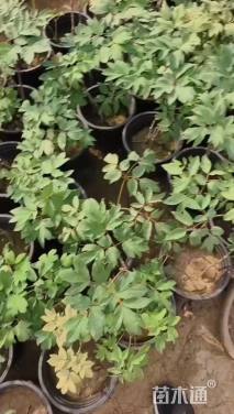 高度15厘米牡丹