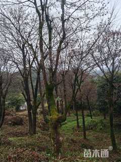 25公分美国红枫