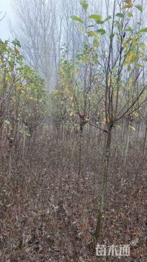 高度250厘米郁金香玉兰