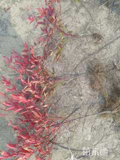 高度25厘米南天竹