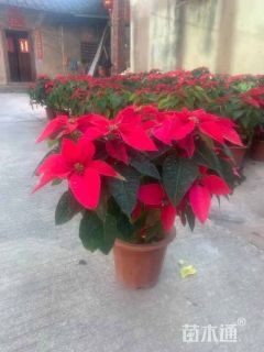 高度30厘米一品红