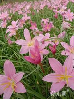 高度15厘米韭兰