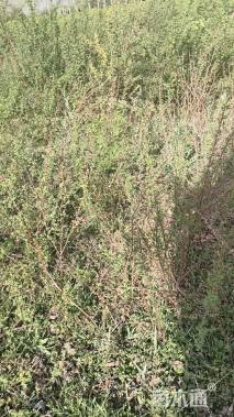 高度100厘米黄刺玫