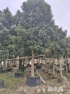 18公分海南红豆