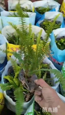 高度25厘米肾蕨