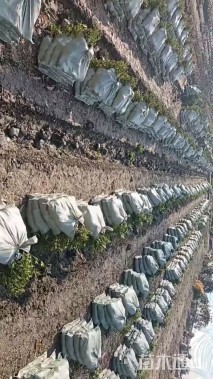 高度30厘米乌毛蕨