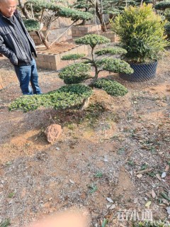 容器苗造型罗汉松