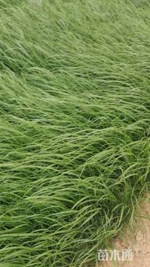 高度30厘米拂子茅