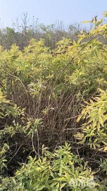 高度100厘米金叶接骨木