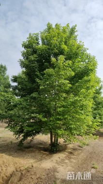 高度900厘米丛生美国红枫