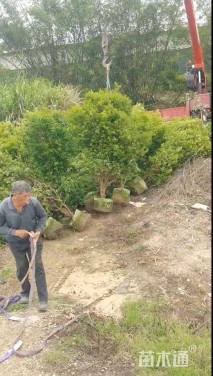 高度180厘米嘉宝果